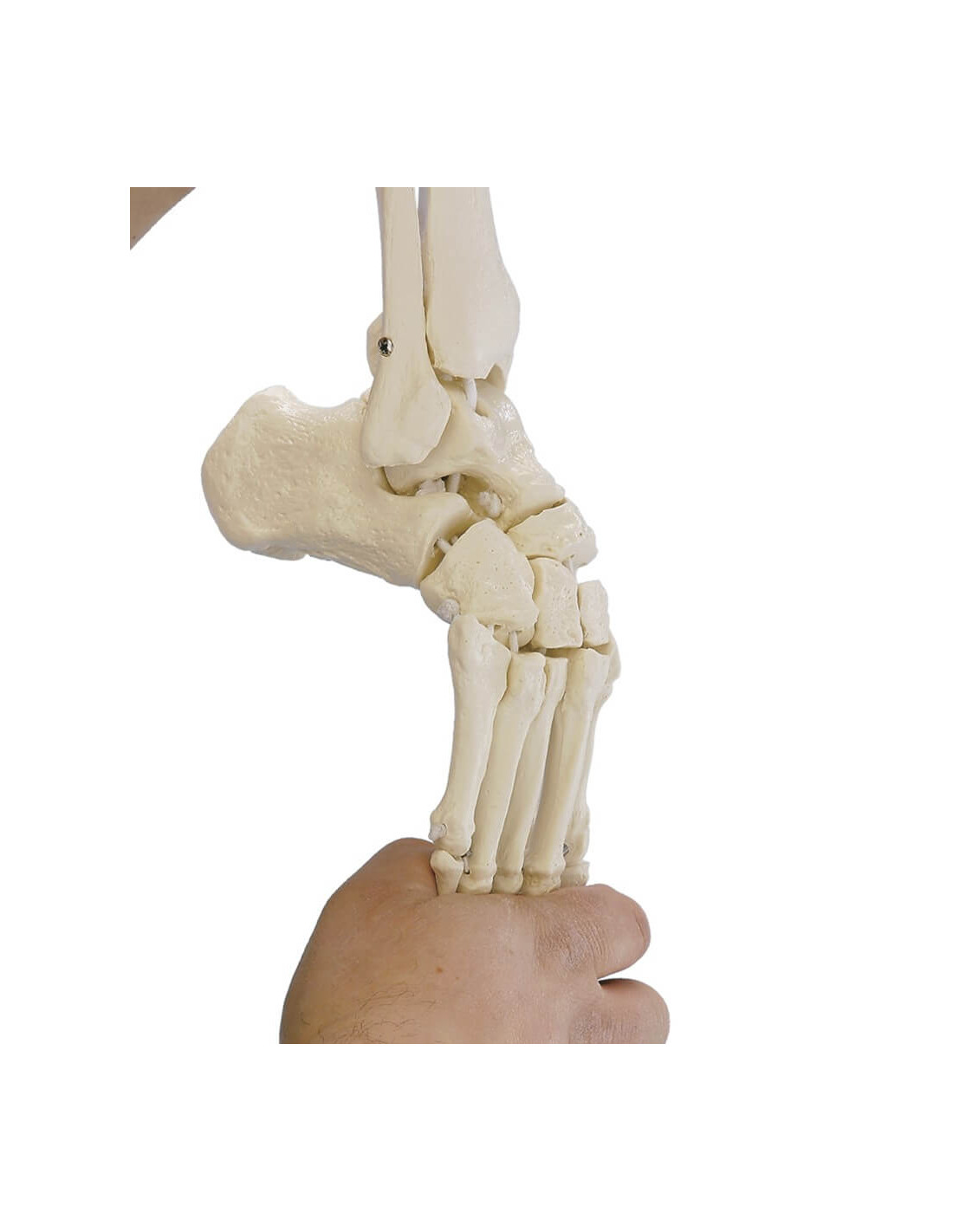 Elastyczny model anatomiczny stopy z fragmentami kości podudzia