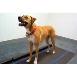 System analizy chodu zwierząt - Walkaway