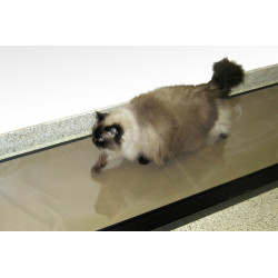 System analizy chodu zwierząt - Walkaway