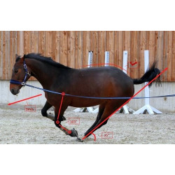 System analizy ruchu Simi Motion Vet