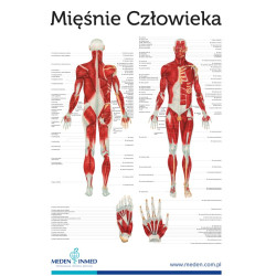 Plansza anatomiczna - mięśnie człowieka