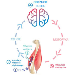 VIBRAMOOV Physio - Aparat do terapii sensomotorycznej. VIBRAMOOV Physio - Aparat do terapii sensomotorycznej.