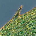Mikroskop Primostar 1 podczas pracy. Wodorosty (Elodea), kontrast fazowy
Obiektyw: Plan-ACHROMAT 40x/0,65