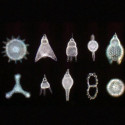 Mikroskop Primostar 1 podczas pracy. Foraminifery kopalne, ciemne pole,
Obiektyw: Plan-ACHROMAT 40x/0,65