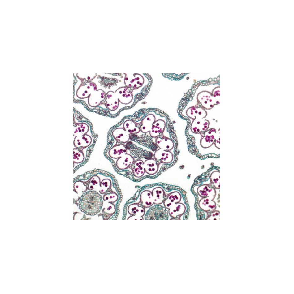 Mikroskop Primostar 1 w pracy. Baldach kwiatowy
stokrotki (Bellis perennis), brightfield,
Obiektyw: Plan-ACHROMAT 10x/0,25