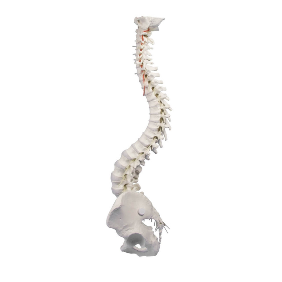 Elastyczny model anatomiczny kręgosłupa z miednicą