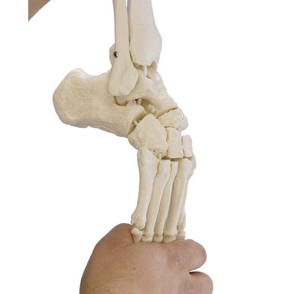 Elastyczny model anatomiczny stopy z fragmentami kości podudzia