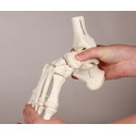 Elastyczny model anatomiczny stopy z fragmentami kości podudzia