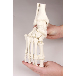 Elastyczny model anatomiczny stopy z fragmentami kości podudzia