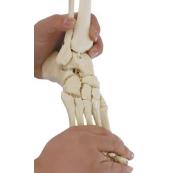 Elastyczny model anatomiczny stopy z fragmentami kości podudzia