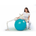 Elastyczny szkielet człowieka z ruchomym kręgosłupem Hugo - 176 cm