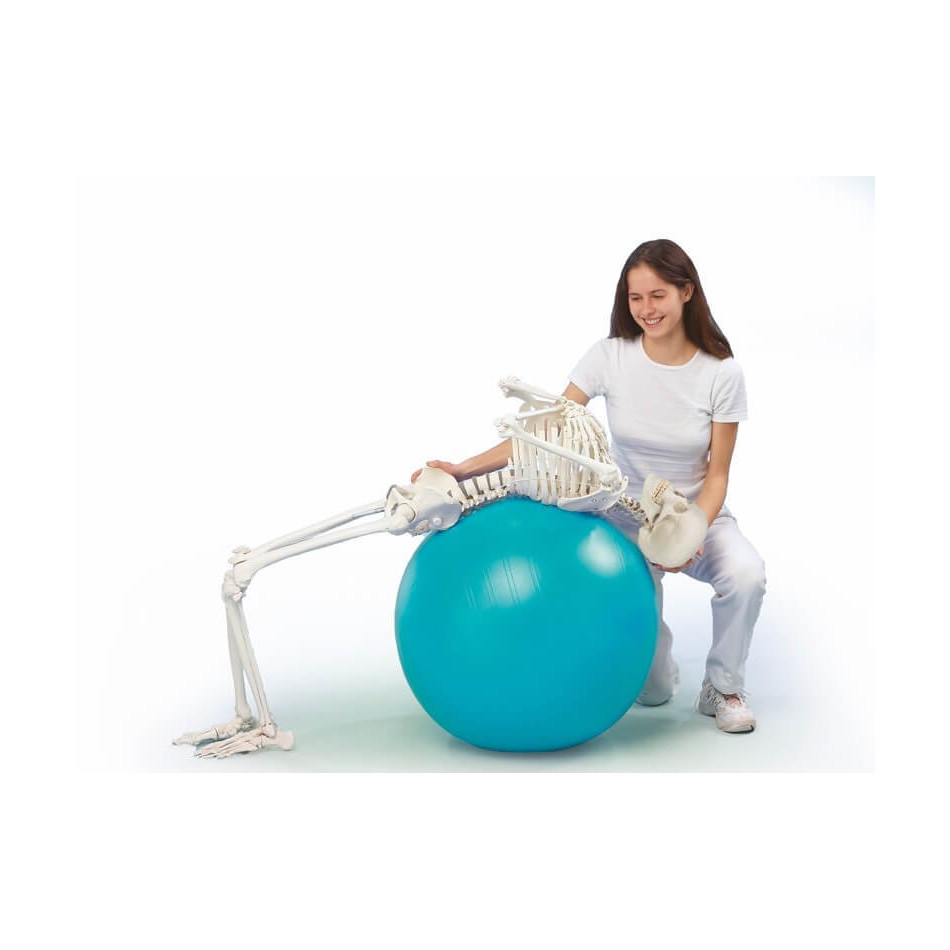 Elastyczny szkielet człowieka z ruchomym kręgosłupem Hugo - 176 cm