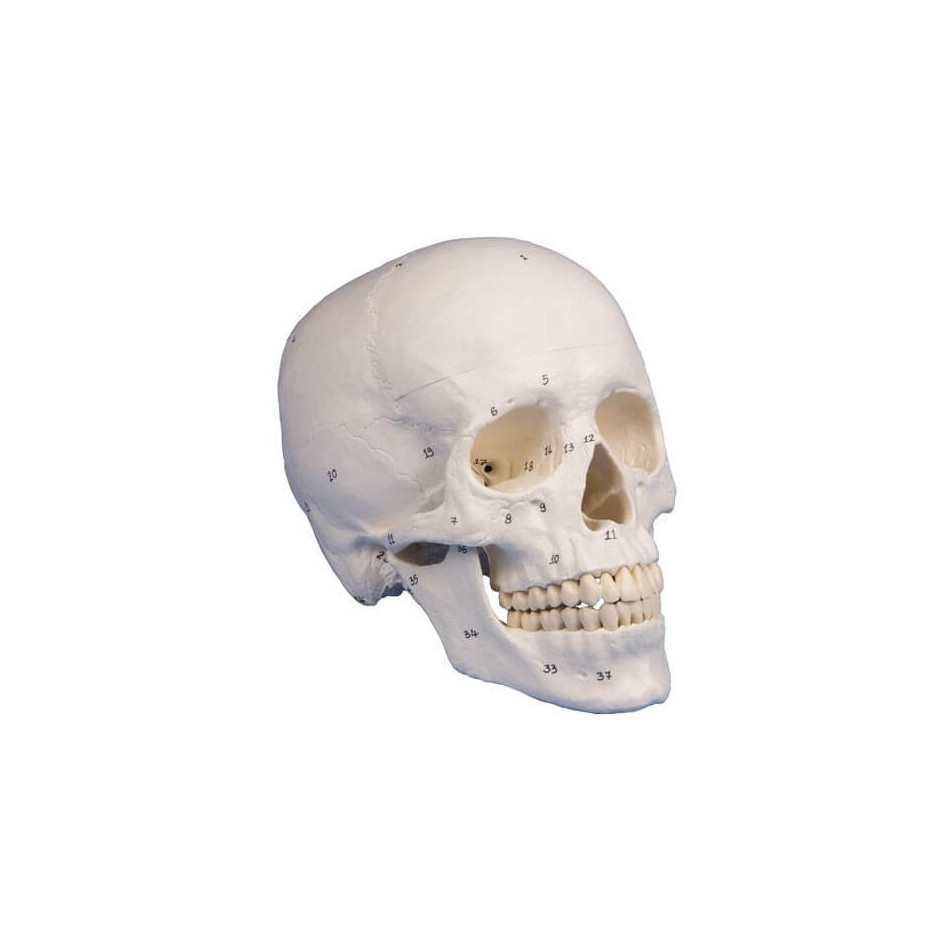 Model anatomiczny czaszki człowieka z nazwami kości - 3 części