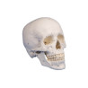 Model anatomiczny czaszki...