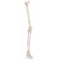 Model kończyny dolnej człowieka z przyczepami mięśni