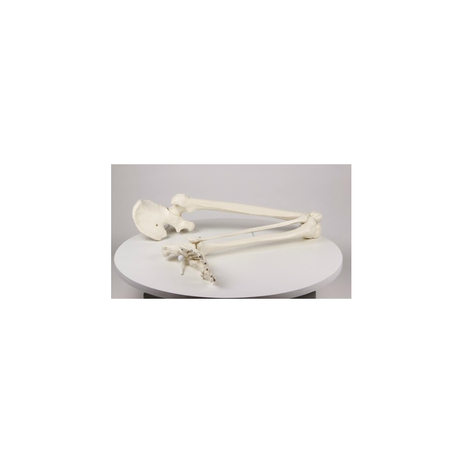 Model kończyny dolnej człowieka ze stawem biodrowym