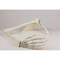 Model anatomiczny kończyny górnej człowieka z elastyczną obręczą barkową