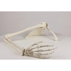 Model anatomiczny kończyny górnej człowieka z elastyczną obręczą barkową Model anatomiczny kończyny górnej człowieka z elastyczną obręczą barkową