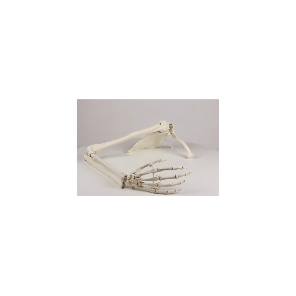 Model anatomiczny kończyny górnej człowieka z elastyczną obręczą barkową