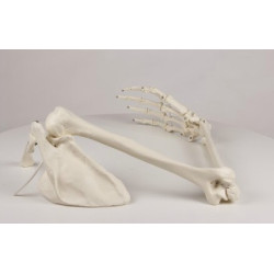 Model anatomiczny kończyny górnej człowieka z elastyczną obręczą barkową Model anatomiczny kończyny górnej człowieka z elastyczną obręczą barkową