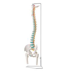 Model kręgosłupa z kośćmi udowymi i dyskopatią na poziomie L3/L4 na statywie