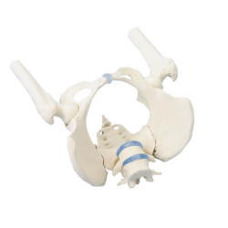 Model anatomiczny miednicy kobiety z kośćmi udowymi