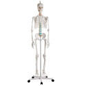 Pełnowymiarowy szkielet anatomiczny człowieka Oscar - 178 cm