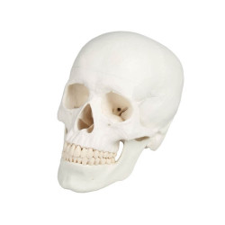 Model czaszki dorosłego człowieka - 3 części Model czaszki dorosłego człowieka - 3 części