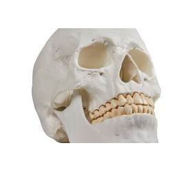 Model czaszki dorosłego człowieka - 3 części Model czaszki dorosłego człowieka - 3 części