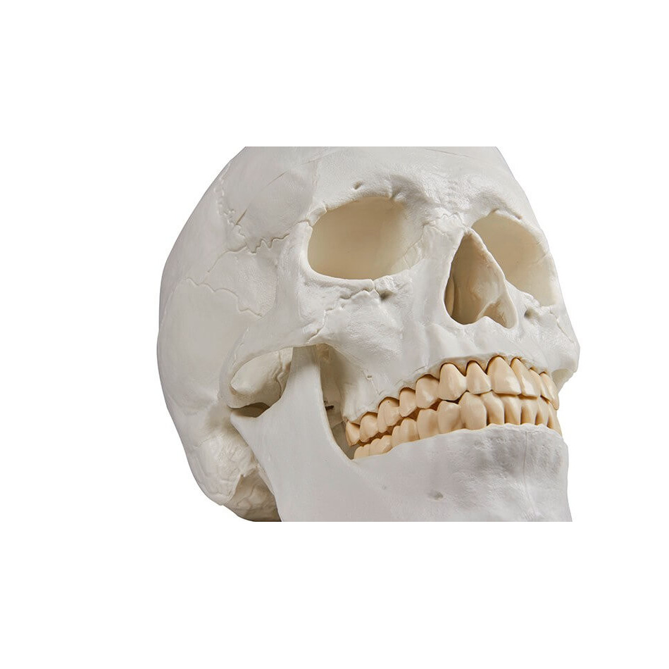 Model czaszki dorosłego człowieka - 3 części