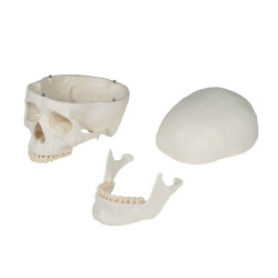 Model czaszki dorosłego człowieka - 3 części Model czaszki dorosłego człowieka - 3 części