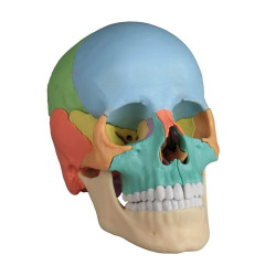 Czaszka człowieka - osteopatyczna, kolorowa - 22 części Czaszka człowieka - osteopatyczna, kolorowa - 22 części