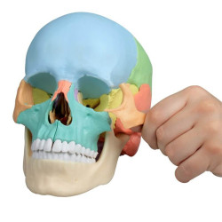 Czaszka człowieka - osteopatyczna, kolorowa - 22 części Czaszka człowieka - osteopatyczna, kolorowa - 22 części