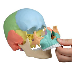 Czaszka człowieka - osteopatyczna, kolorowa - 22 części Czaszka człowieka - osteopatyczna, kolorowa - 22 części