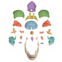 Czaszka człowieka - osteopatyczna, kolorowa - 22 części Czaszka człowieka - osteopatyczna, kolorowa - 22 części