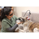 Lasery Companion - weterynaryjna terapia fotobiomodulacyjna (PBM Therapy)