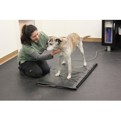 Stance Analyzer Stance Analyzer