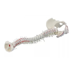 Elastyczny model anatomiczny kręgosłupa z przyczepami mięśni Elastyczny model anatomiczny kręgosłupa z przyczepami mięśni