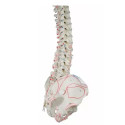 Elastyczny model anatomiczny kręgosłupa z przyczepami mięśni