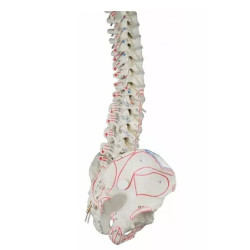 Elastyczny model anatomiczny kręgosłupa z przyczepami mięśni Elastyczny model anatomiczny kręgosłupa z przyczepami mięśni