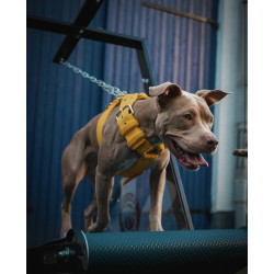 Bieżnia dla psa Dragon firmy Firepaw