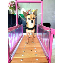 Bieżnia dla psów małych ras firmy Firepaw