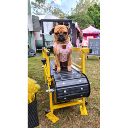 Bieżnia dla psów małych ras firmy Firepaw