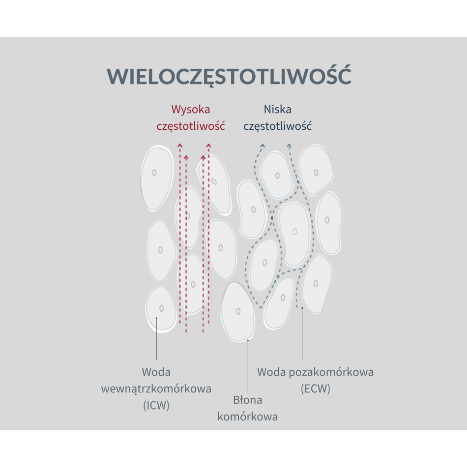 InBody 970S - analizator składu ciała