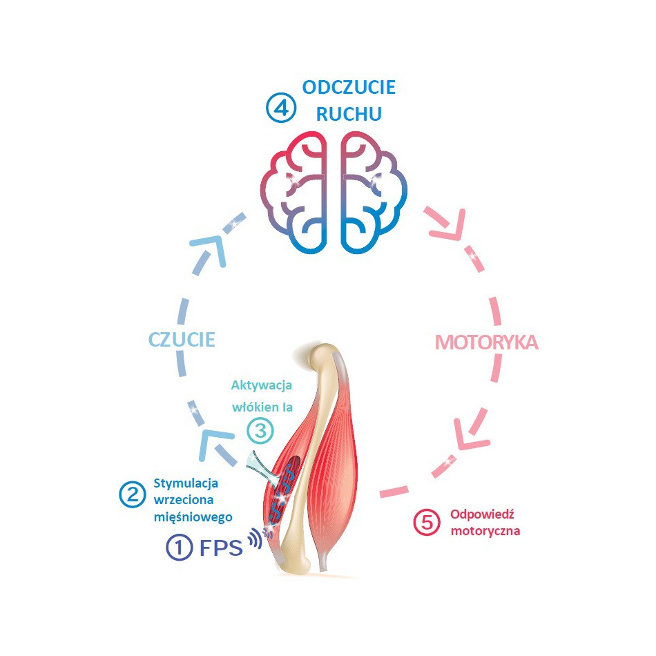 VIBRAMOOV Physio - Aparat do terapii sensomotorycznej.