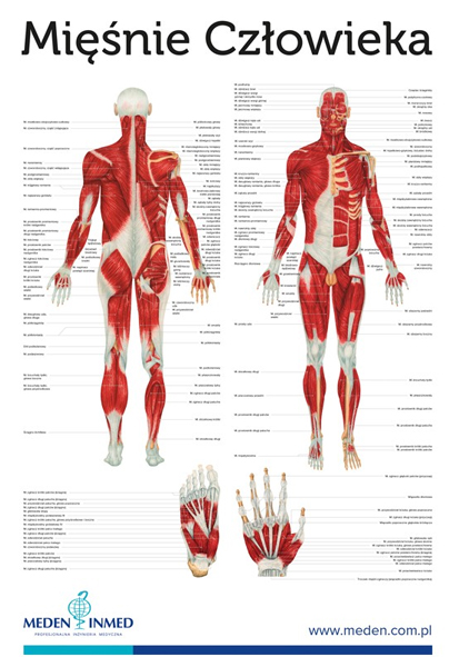Plansza anatomiczna - Mięśnie Człowieka