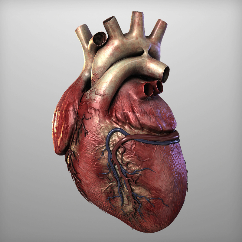 Model serca człowieka