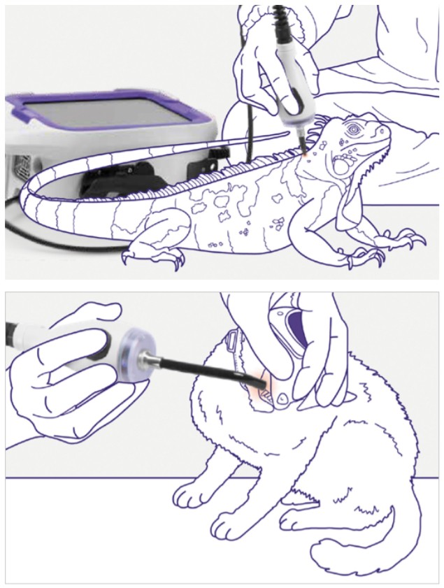 Laser weterynaryjny - M-VET zabieg