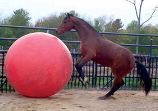 Piła Mega Ball podczas treningu konia