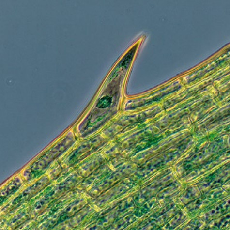 Mikroskop Primostar 1 w pracy. Wodorosty (Elodea), kontrast fazowy, Obiektyw: Plan-ACHROMAT 40x/0,65